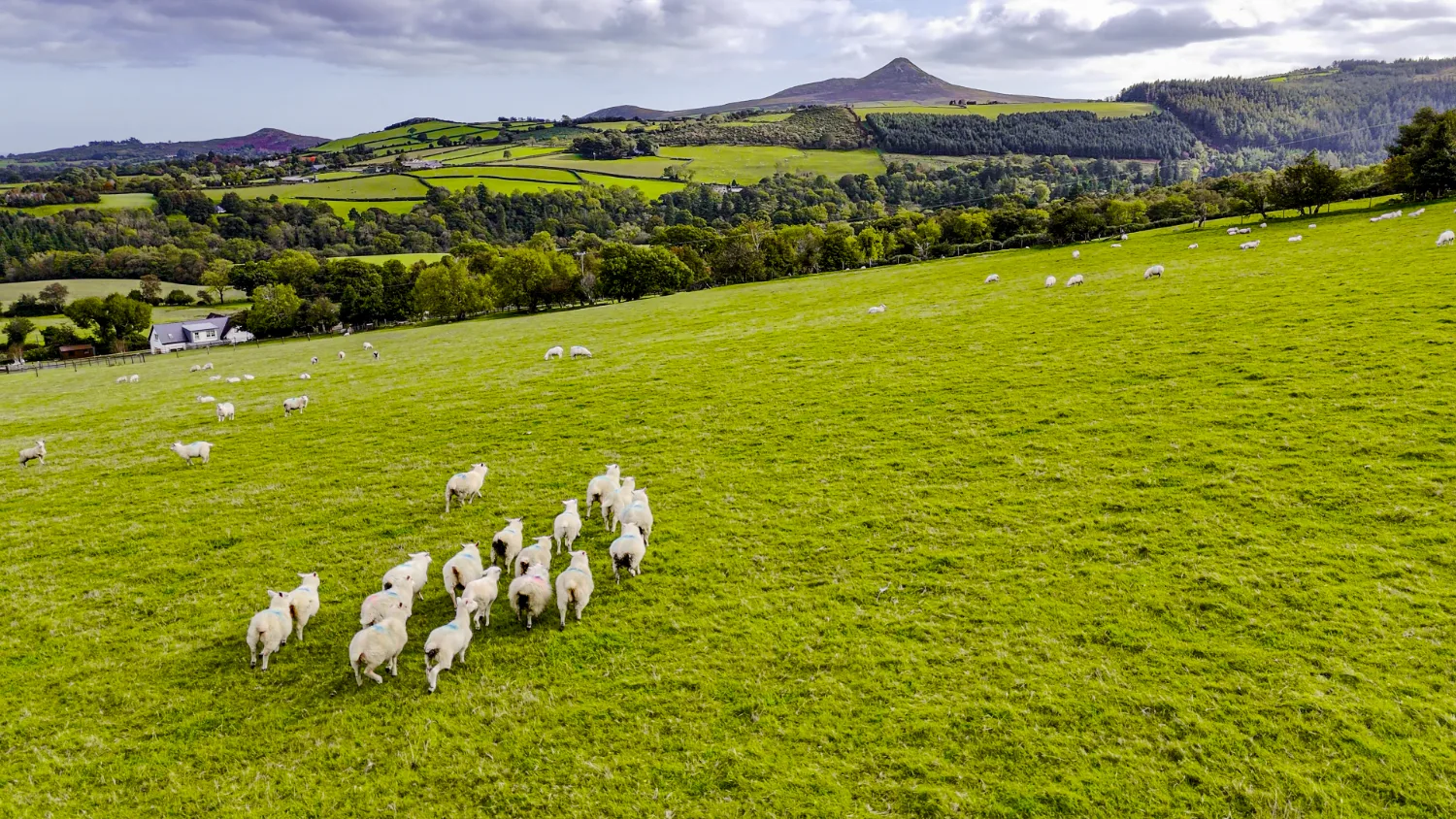 Moutons dans la campagne irlandaise
