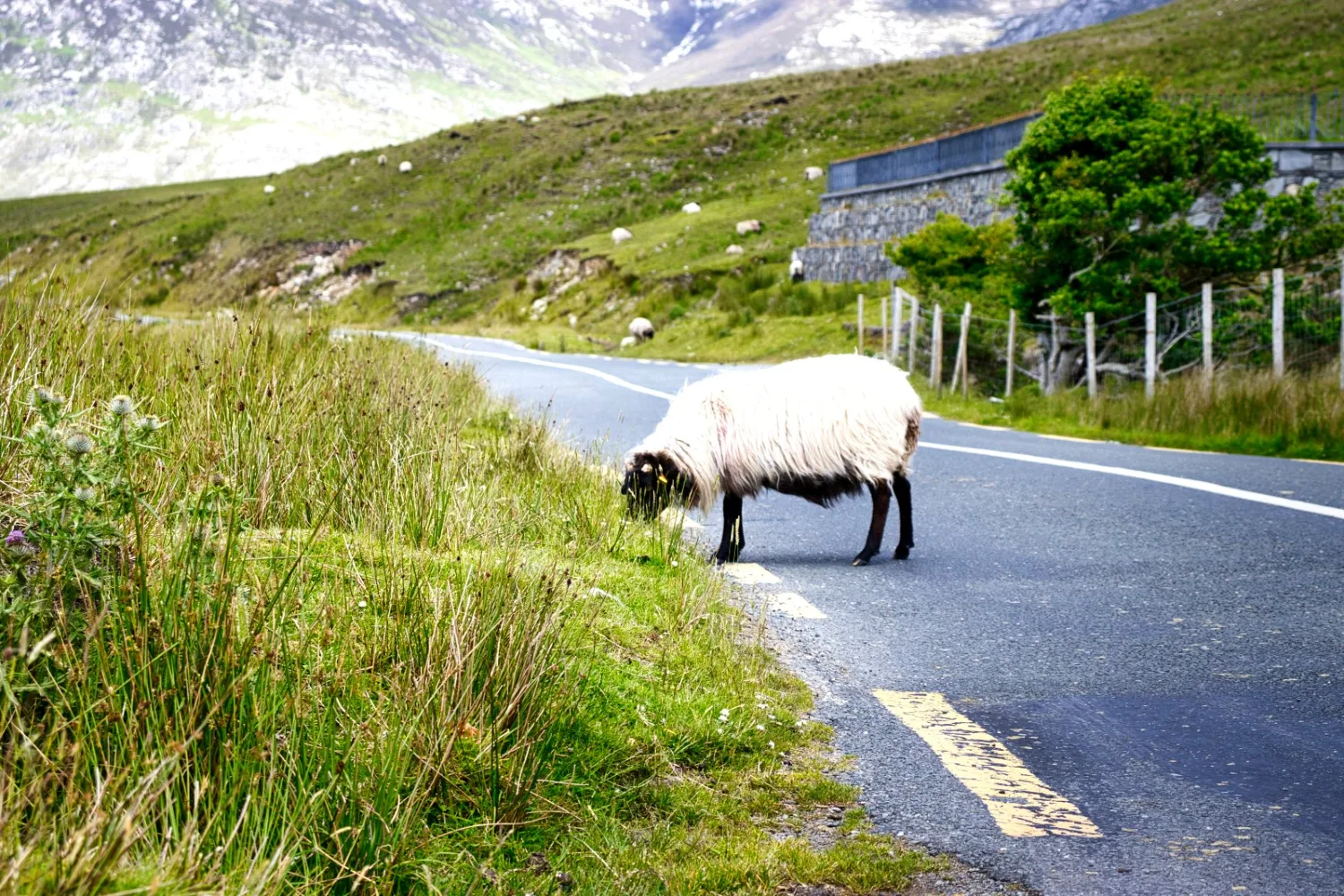 Le Connemara